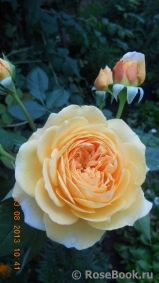 Crown Princess Margareta® Crown Princess Margareta®