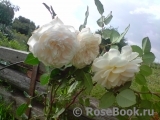 Crocus Rose® Crocus Rose®
