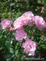 Bonica Bonica