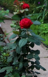 Rose des 4 Vents Rose des 4 Vents