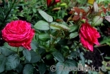 Rose des 4 Vents Rose des 4 Vents