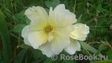 Topas Jewel Topas Jewel
