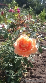 Lady of Shalott Lady of Shalott