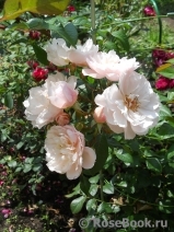 Generous Gardener, The Generous Gardener, The