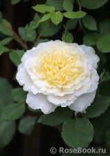 Crocus Rose® 