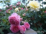 Jubilee Celebration® Jubilee Celebration®