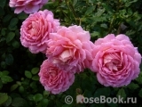Jubilee Celebration® Jubilee Celebration®