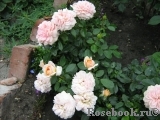 Garden of Roses Garden of Roses