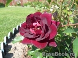 Burgundy Ice Burgundy Ice