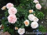 Garden of Roses Garden of Roses
