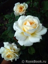 Crocus Rose® Crocus Rose®