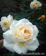 Crocus Rose® Crocus Rose®