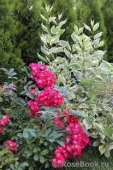 Marjorie Fair ® Marjorie Fair ®