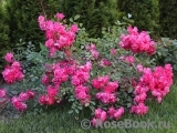 Fuchsia Meillandecor 