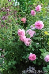Cottage Rose Cottage Rose