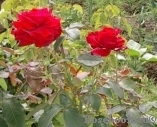 Duftzauber 84 Duftzauber 84