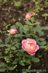 Jubilee Celebration® Jubilee Celebration®