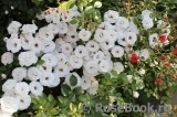Aspirin Rose Aspirin Rose