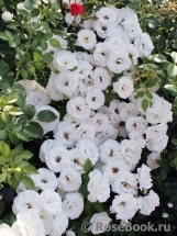 Aspirin Rose Aspirin Rose