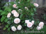 Garden of Roses Garden of Roses