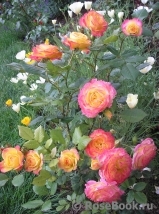 Gartenspass ® Gartenspass ®