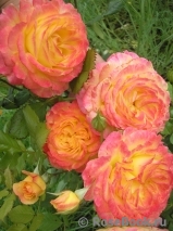 Gartenspass ® Gartenspass ®