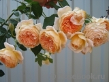 Crown Princess Margareta® Crown Princess Margareta®