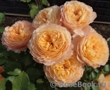 Rose de Gerberoy ® Rose de Gerberoy ®