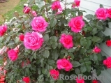 Vin Rose Vin Rose