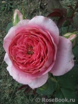 Amandine Chanel Amandine Chanel