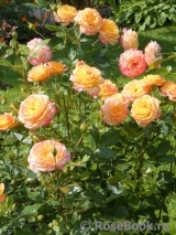 Gartenspass ® Gartenspass ®