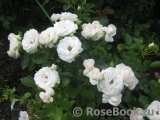 Aspirin Rose Aspirin Rose