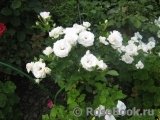 Aspirin Rose Aspirin Rose