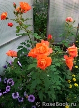 Westerland Westerland