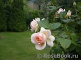 Chandos Beauty Chandos Beauty