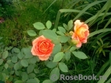 Lady of Shalott Lady of Shalott