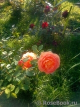Lady of Shalott Lady of Shalott