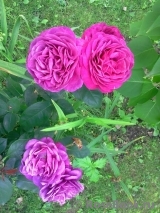 Heidi Klum Rose Heidi Klum Rose