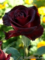 Black Baccara Black Baccara
