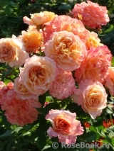 Augusta Luise Augusta Luise