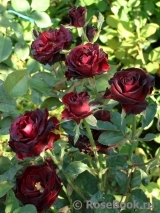 Black Baccara Black Baccara