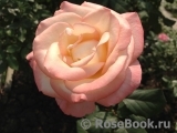 Belle Perle Belle Perle