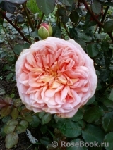 Abraham Darby Abraham Darby