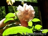 Strawberry Hill Strawberry Hill