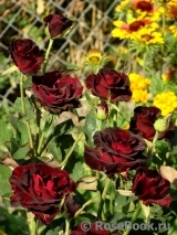 Black Baccara Black Baccara