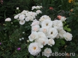Aspirin Rose Aspirin Rose