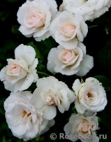 Aspirin Rose Aspirin Rose