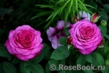 Heidi Klum Rose Heidi Klum Rose