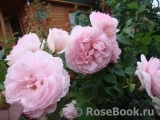 The Wedgwood Rose The Wedgwood Rose