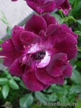 Burgundy Ice Burgundy Ice